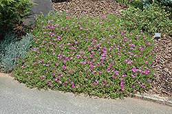 Purple Ice Plant (Delosperma cooperi) at Make It Green Garden Centre