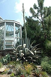 Century Plant (Agave americana) at Make It Green Garden Centre