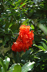 Dwarf Pomegranate (Punica granatum 'Nana') at Make It Green Garden Centre