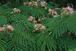 Mimosa (Albizia julibrissin) at Lurvey Garden Center