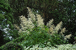 Goatsbeard (Aruncus dioicus) at Lurvey Garden Center