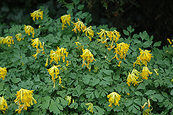 Golden Corydalis (Corydalis lutea) at Lurvey Garden Center