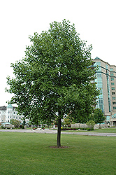 Tuliptree (Liriodendron tulipifera) at Lurvey Garden Center