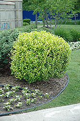 Golden Privet (Ligustrum x vicaryi) at Lurvey Garden Center