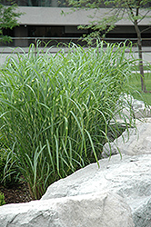Zebra Grass (Miscanthus sinensis 'Zebrinus') at Make It Green Garden Centre