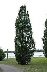 Pyramidal English Oak (Quercus robur 'Fastigiata') at Lurvey Garden Center
