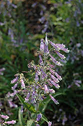 Hairy Beard Tongue (Penstemon hirsutus) at Make It Green Garden Centre