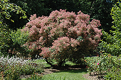 Grace Smokebush (Cotinus 'Grace') at Lurvey Garden Center