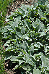 Giant Lamb's Ears (Stachys byzantina 'Big Ears') at Lurvey Garden Center