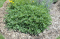 Japanese Bottlebrush (Sanguisorba obtusa) at Make It Green Garden Centre