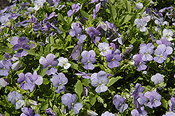 Endurio Sky Blue Martien Pansy (Viola cornuta 'Endurio Sky Blue Martien') at Make It Green Garden Centre