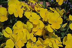 Mimosa Yellow Pansy (Viola 'Mimosa Yellow') at Make It Green Garden Centre