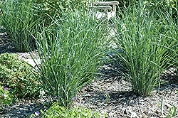 Cloud Nine Switch Grass (Panicum virgatum 'Cloud Nine') at Make It Green Garden Centre