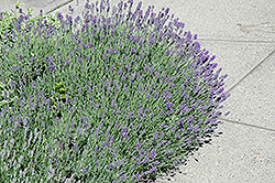 Munstead Lavender (Lavandula angustifolia 'Munstead') at Make It Green Garden Centre