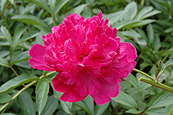 Felix Crousse Peony (Paeonia 'Felix Crousse') at Make It Green Garden Centre