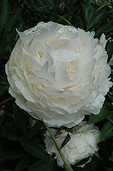 Solange Peony (Paeonia 'Solange') at Make It Green Garden Centre