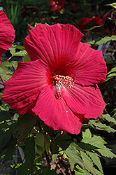 Sultry Kiss Hibiscus (Hibiscus 'Sultry Kiss') at Make It Green Garden Centre