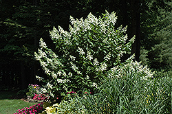 Tardiva Hydrangea (tree form) (Hydrangea paniculata 'Tardiva (tree form)') at Make It Green Garden Centre