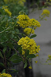 Mountain Gold Aurinia (Aurinia montanum 'Mountain Gold') at Make It Green Garden Centre