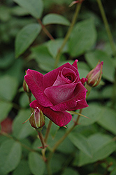 Burgundy Iceberg Rose (Rosa 'Burgundy Iceberg') at Make It Green Garden Centre