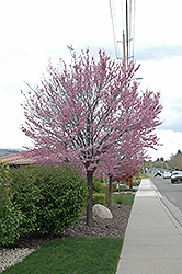 Eastern Redbud (Cercis canadensis) at Lurvey Garden Center