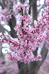 Eastern Redbud (Cercis canadensis) at Make It Green Garden Centre