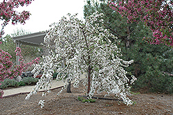 Red Jade Flowering Crab (Malus 'Red Jade') at Make It Green Garden Centre