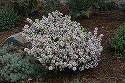 Rose Daphne (Daphne cneorum) at Lurvey Garden Center