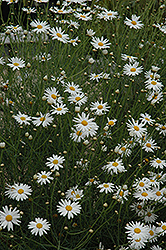Marguerite Daisy (Argyranthemum gracile) at Make It Green Garden Centre