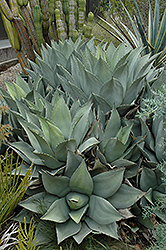 Parry's Agave (Agave parryi) at Make It Green Garden Centre