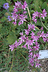 Oneleaf Onion (Allium unifolium) at Lurvey Garden Center