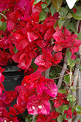 Scarlett O'Hara Bougainvillea (Bougainvillea 'Scarlett O'hara') at Make It Green Garden Centre