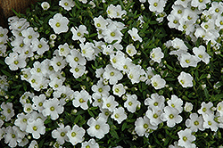 Alpine Baby's Breath (Gypsophila cerastioides) at Make It Green Garden Centre