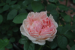 St. Swithun Rose (Rosa 'St. Swithun') at Make It Green Garden Centre