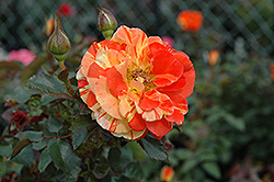 Oranges 'n' Lemons (Rosa 'Oranges 'n' Lemons') at Make It Green Garden Centre