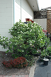 Winterthur Viburnum (Viburnum nudum 'Winterthur') at Lurvey Garden Center