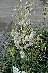 Golden Sword Adam's Needle (Yucca filamentosa 'Golden Sword') at Make It Green Garden Centre