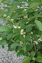 Southern Gentleman Winterberry (Ilex verticillata 'Southern Gentleman') at Make It Green Garden Centre