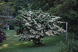 Milky Way Chinese Dogwood (Cornus kousa 'Milky Way') at Lurvey Garden Center