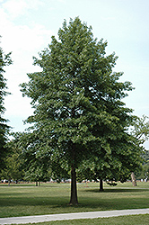 Pin Oak (Quercus palustris) at Make It Green Garden Centre