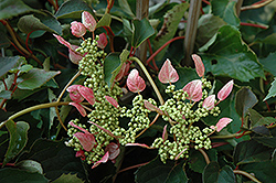 Rosea Hydrangea Vine (Schizophragma hydrangeoides 'Rosea') at Make It Green Garden Centre
