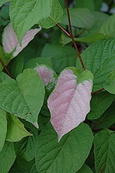 September Sun Kiwi (Actinidia kolomikta 'September Sun') at Lurvey Garden Center