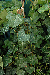 Thorndale Ivy (Hedera helix 'Thorndale') at Lurvey Garden Center
