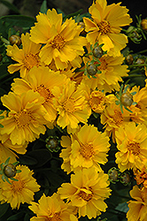 Presto Dwarf Tickseed (Coreopsis grandiflora 'Presto') at Make It Green Garden Centre