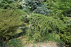 Varied Directions Larch (Larix decidua 'Varied Directions') at Make It Green Garden Centre