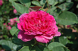 Sophy's Rose (Rosa 'Sophy's Rose') at Make It Green Garden Centre