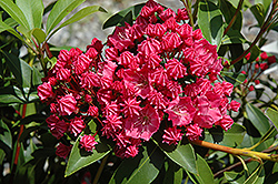 Raspberry Glow Mountain Laurel (Kalmia latifolia 'Raspberry Glow') at Make It Green Garden Centre