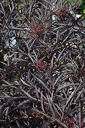 Black Lace Elder (Sambucus nigra 'Eva') at Make It Green Garden Centre