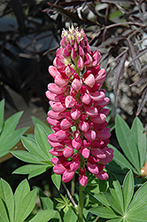 Gallery Red Lupine (Lupinus 'Gallery Red') at Make It Green Garden Centre
