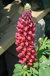 Tutti Frutti Lupine (Lupinus 'Tutti Frutti') at Make It Green Garden Centre